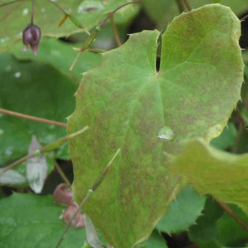 Epimedium Pink Elf (Fogliame)