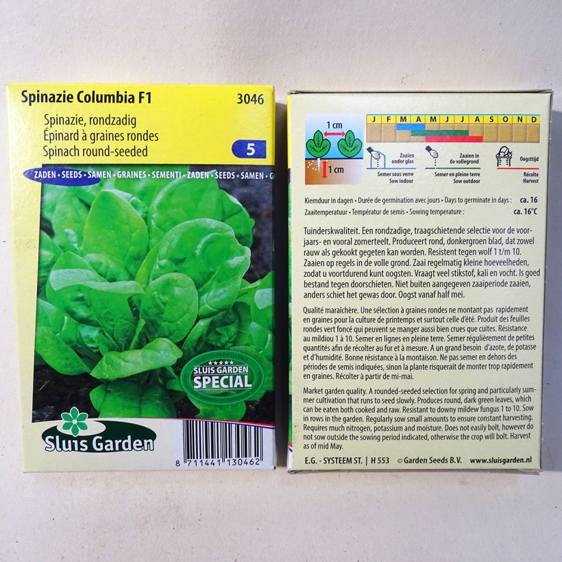 Esempio di esemplare Epinard Columbia F1 - Spinachia oleracea Graines come consegnato