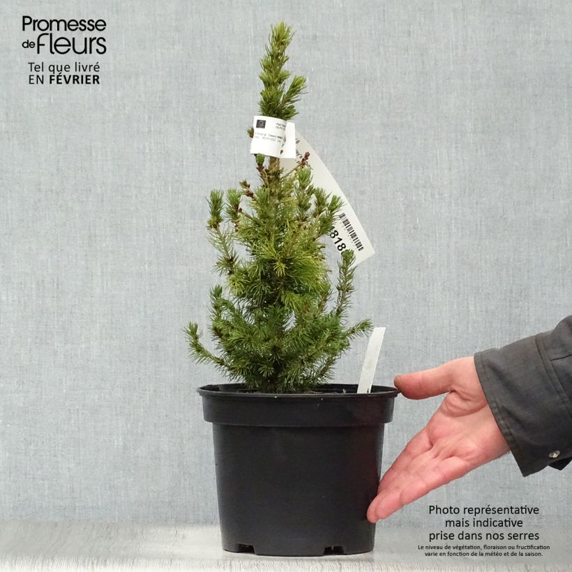 Epinette blanche - Picea glauca Daisy's White 30/40cm en pot de 2L esemplare consegnato in inverno