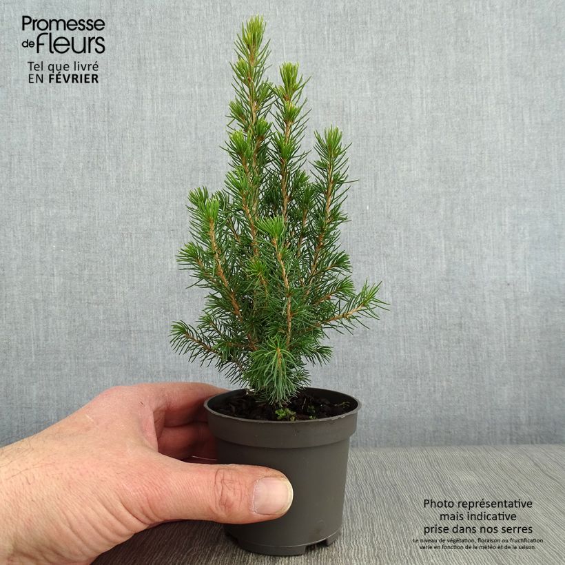 Epinette blanche - Picea glauca Daisy's White en godet de 9cm esemplare consegnato in inverno