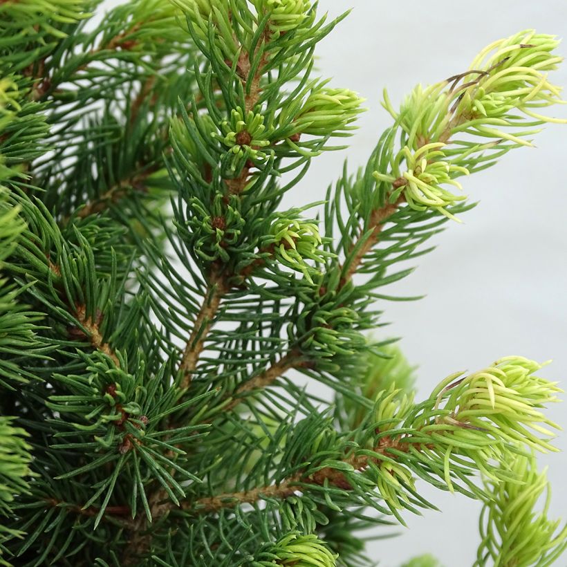 Picea glauca Rainbow's End (Fogliame)