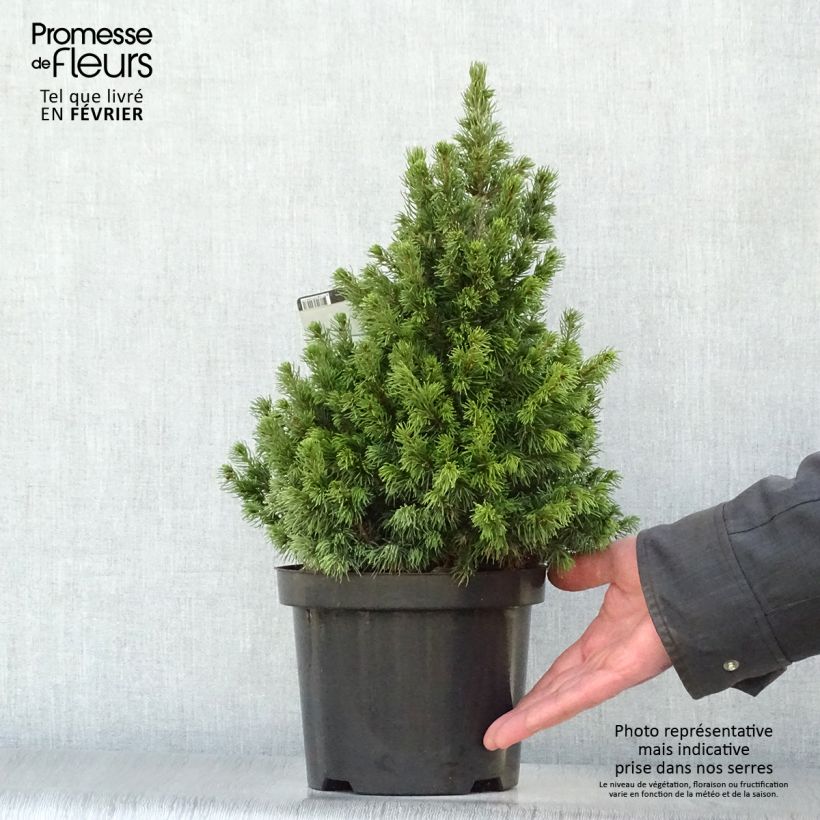 Epinette blanche - Picea glauca Rainbow's End          Pot de 2L/3L esemplare consegnato in inverno