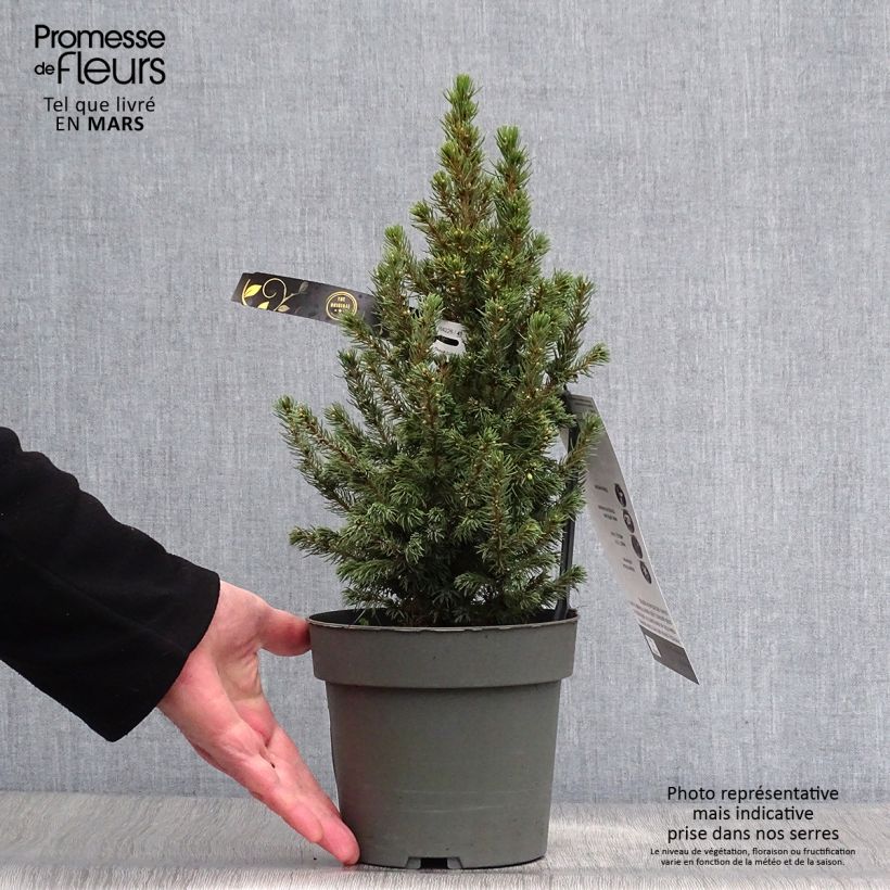 Epinette blanche - Picea glauca Sun on the Sky Pot de 2L/3L esemplare consegnato in primavera