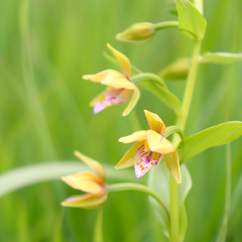 Epipactis thunbergii Yellow (Fioritura)