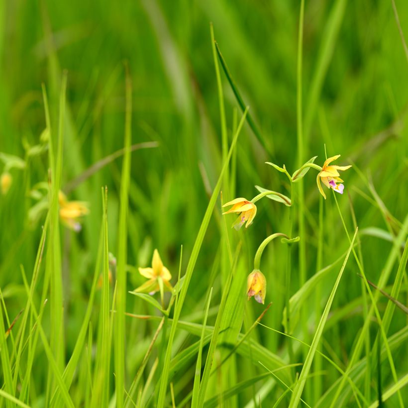 Epipactis thunbergii Yellow (Porto)