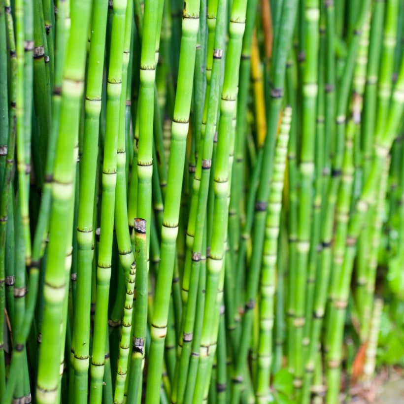 Equisetum camtschatcense - Equiseto (Fogliame)