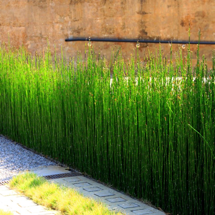 Equisetum camtschatcense - Equiseto (Porto)