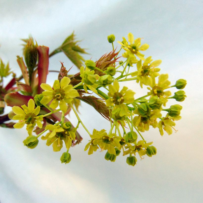 Acer platanoides Globosum - Acero riccio (Fioritura)