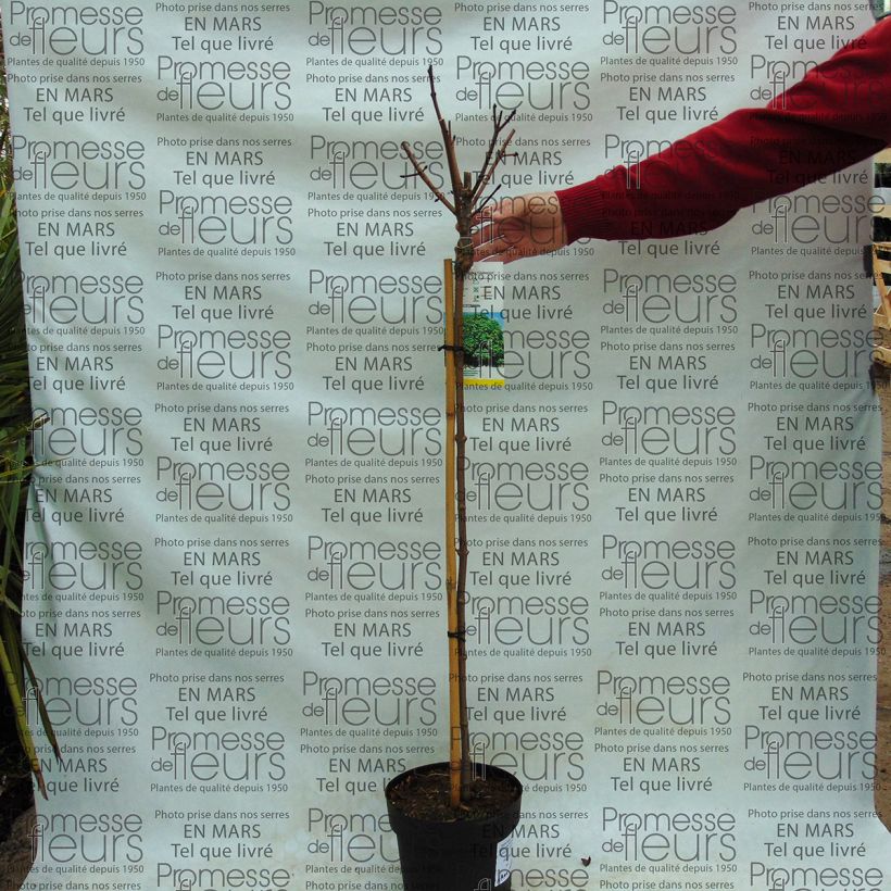 Esempio di esemplare Erable boule - Acer platanoides Globosum en pot de 3/4L come consegnato