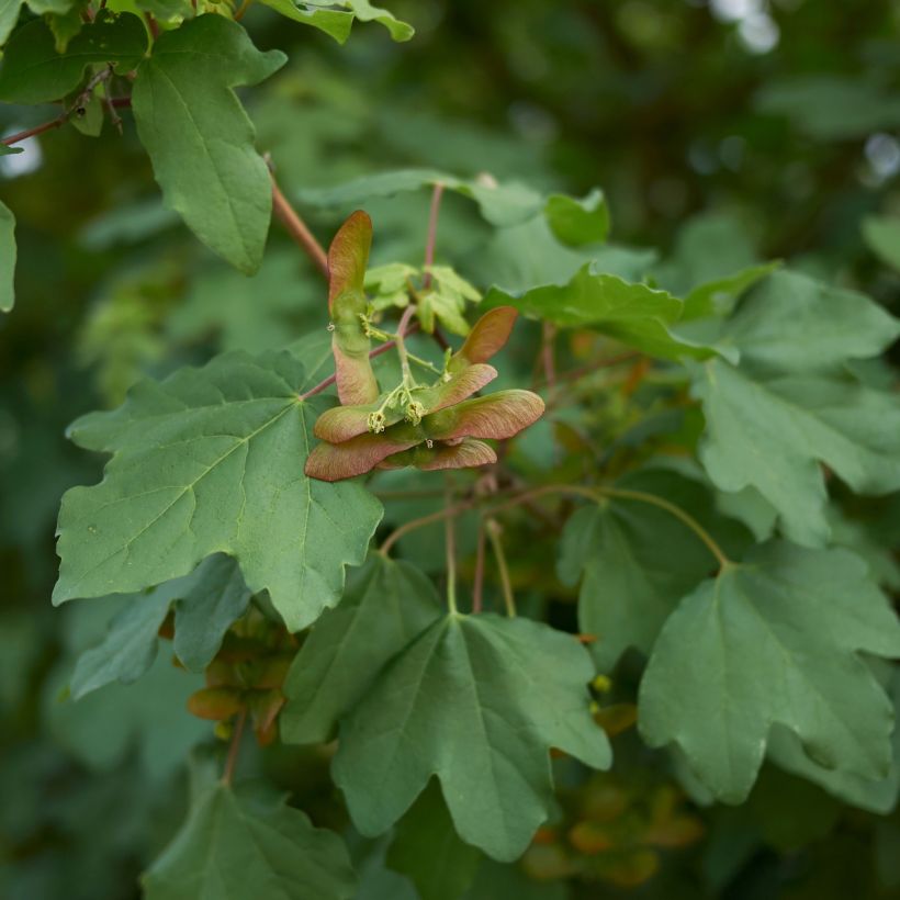 Acer campestre (Fogliame)