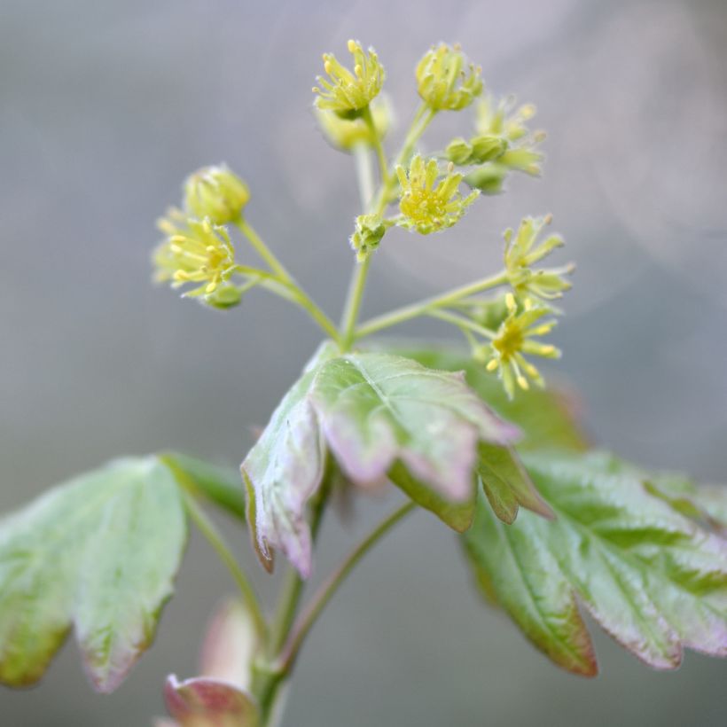 Acer campestre (Fioritura)