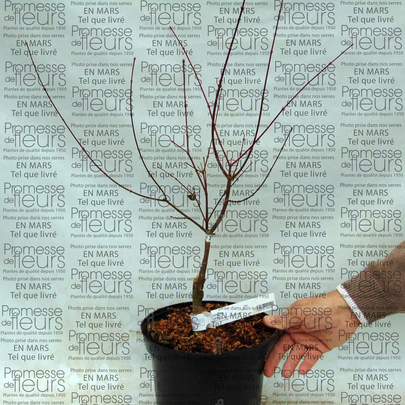 Esempio di esemplare Erable du Japon - Acer palmatum Asahi Zuru en pot de 4/5L come consegnato