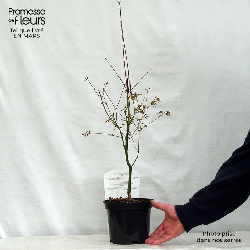 Erable du Japon - Acer palmatum Asahi Zuru en pot de 2/3L esemplare consegnato in primavera