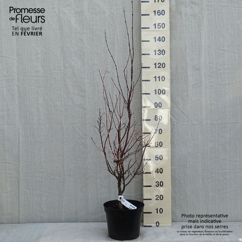 Érable du Japon - Acer palmatum Atropurpureum pot de 6L/7L 60/+ esemplare consegnato in inverno