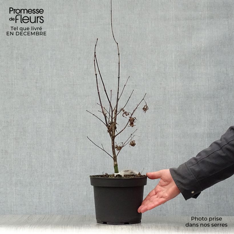 Erable du Japon - Acer palmatum Bloodgood pot de 3L/4L 40/60cm esemplare consegnato in inverno