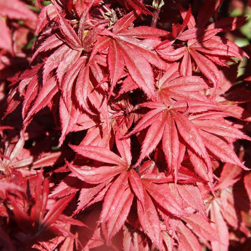 Acer palmatum Brandt’s Dwarf - Acero giapponese (Fogliame)