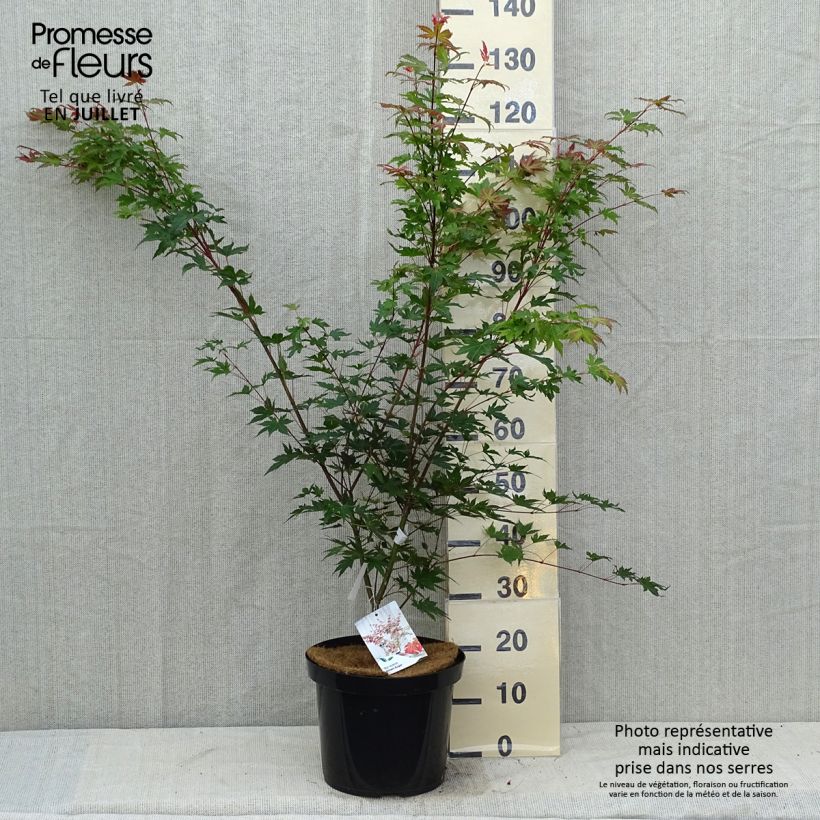 Esemplare di Erable du Japon - Acer palmatum Brown Sugar Pot de 10L consegnato in estate