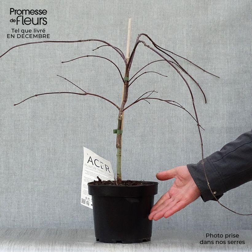 Erable du Japon - Acer palmatum Inaba-Shidare Pot de 3L/4L esemplare consegnato in inverno