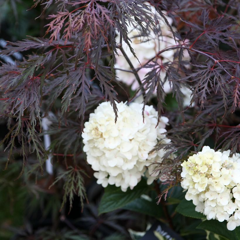 Acer palmatum Dissectum Inaba-Shidare - Acero giapponese (Porto)