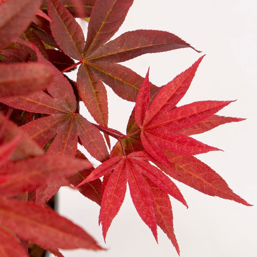 Acer palmatum Little Red - Acero giapponese (Fogliame)