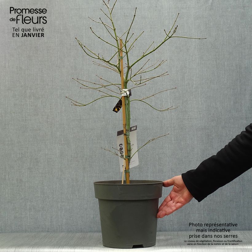 Erable du Japon - Acer palmatum Ornatum Pot de 10L esemplare consegnato in inverno