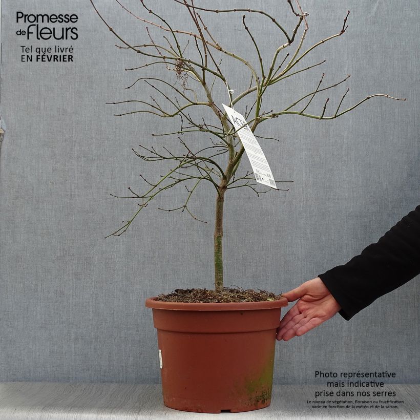 Érable du Japon - Acer palmatum Osakazuki en pot 3/4L esemplare consegnato in inverno