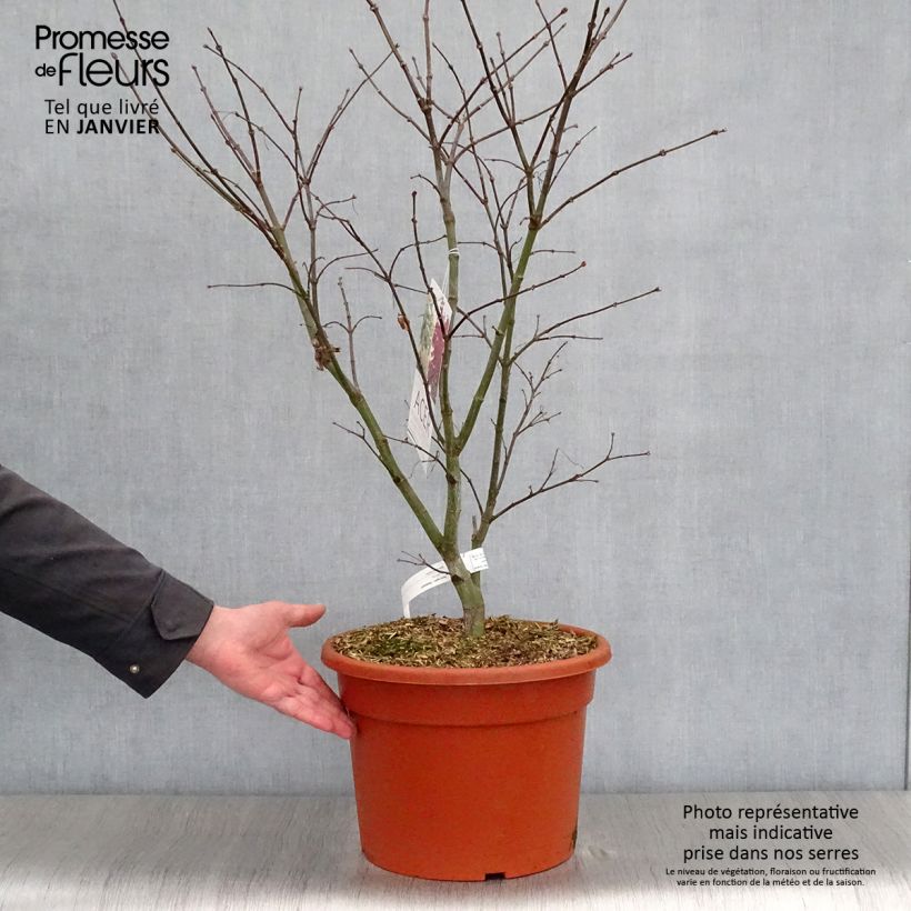 Erable du Japon - Acer palmatum Osakazuki 60/80cm en pot de 12/15L esemplare consegnato in inverno