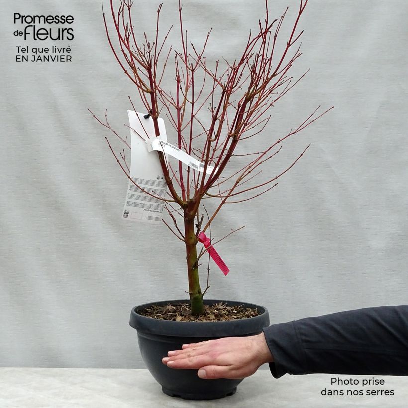 Erable du Japon - Acer palmatum Sangokaku (Senkaki) en coupe de 7,5L/10L esemplare consegnato in inverno