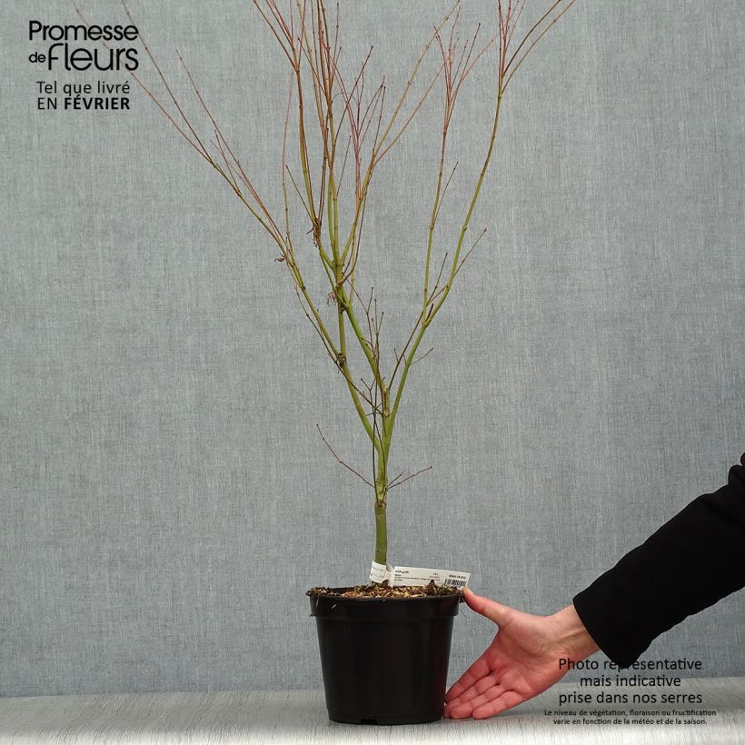 Érable du Japon - Acer palmatum Seiryu en pot de 3L/4L esemplare consegnato in inverno