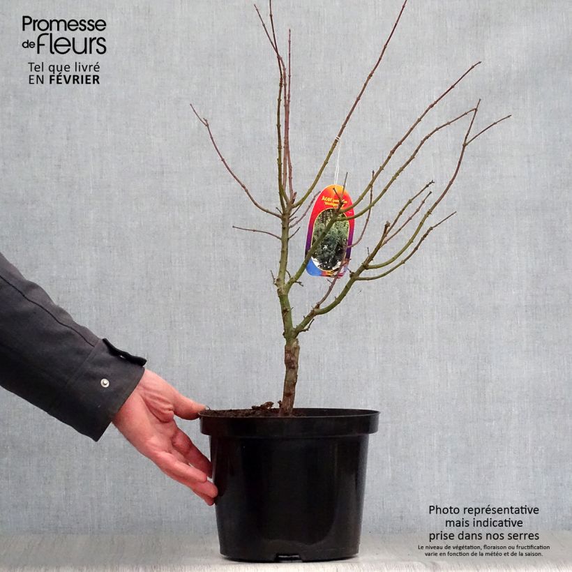 Érable du Japon - Acer palmatum Shishigashira en pot de 4L esemplare consegnato in inverno