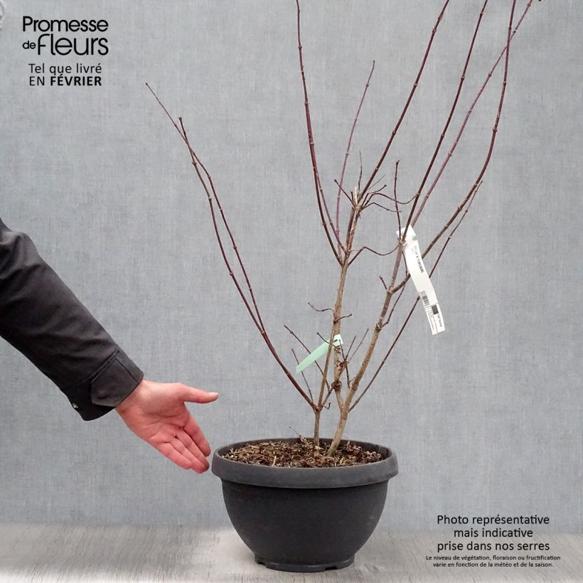 Erable du Japon - Acer palmatum Trompenburg en pot de 6L/7L esemplare consegnato in inverno