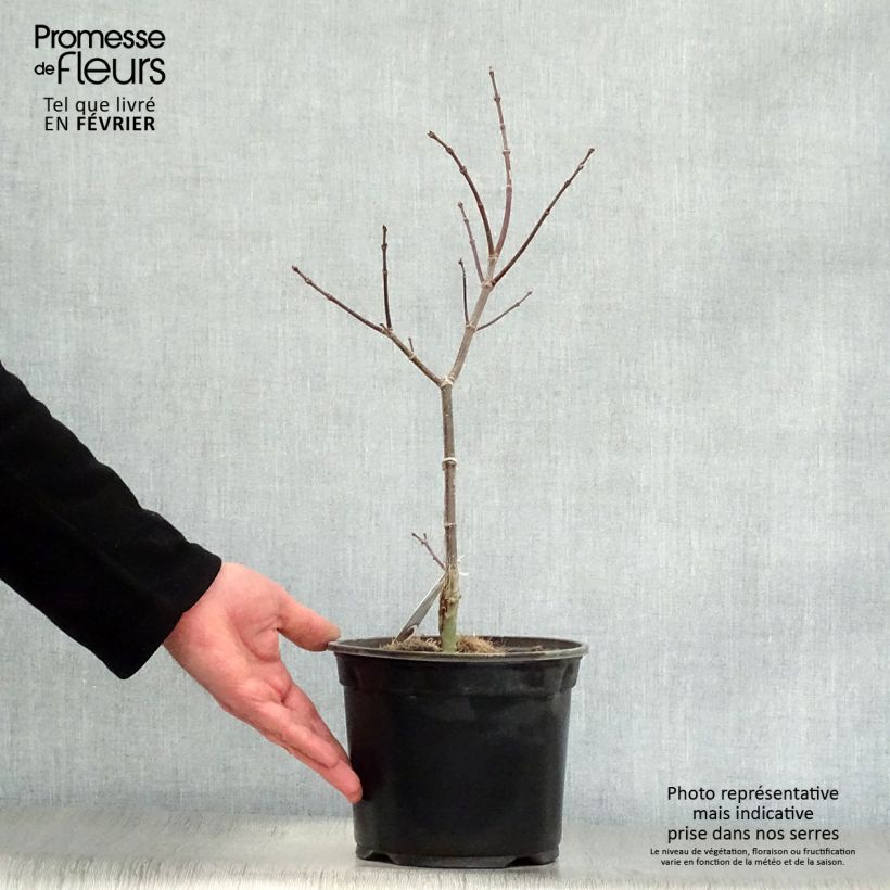 Erable du Japon - Acer palmatum Trompenburg en pot de 3L/4L esemplare consegnato in inverno