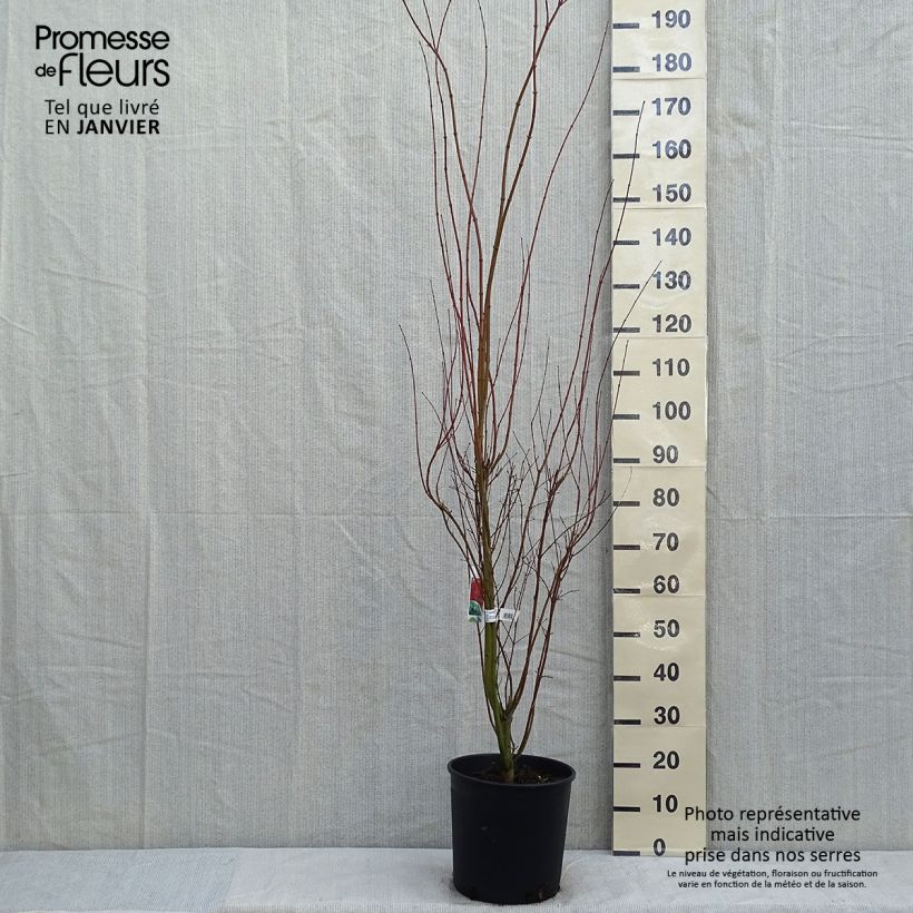 Érable du Japon - Acer palmatum pot 12L 100/125 esemplare consegnato in inverno