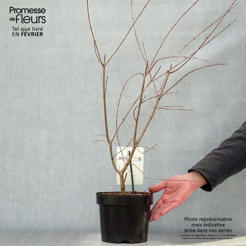 Érable du Japon - Acer palmatum pot 3/4L 50/60cm esemplare consegnato in inverno