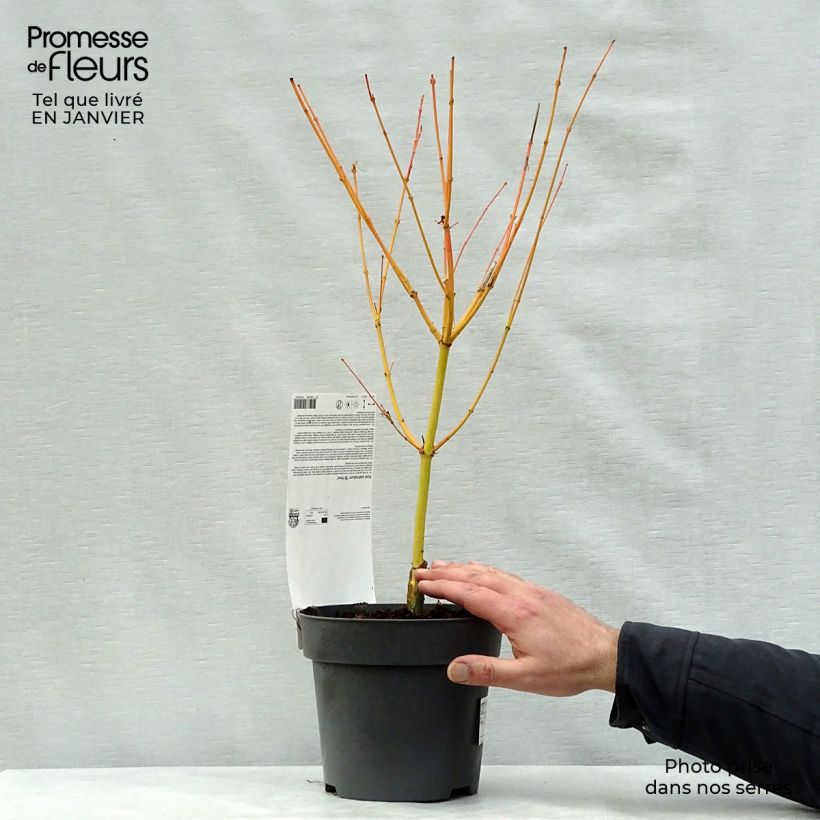 Érable du Japon Bi Hoo - Acer palmatum en pot de 2L/3L esemplare consegnato in inverno