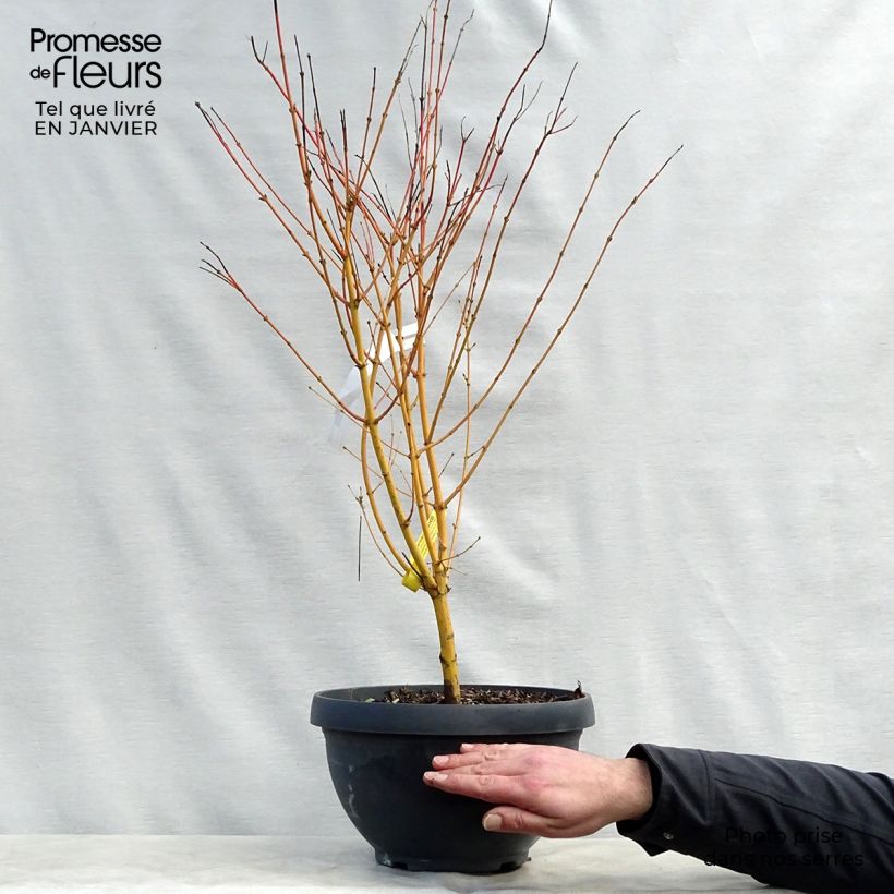 Érable du Japon Bi Hoo - Acer palmatum en coupe de 7,5L/10L esemplare consegnato in inverno