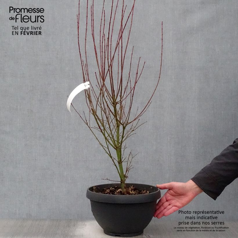 Érable du Japon Jerre Schwartz - Acer palmatum en coupe de 7,5/10L esemplare consegnato in inverno