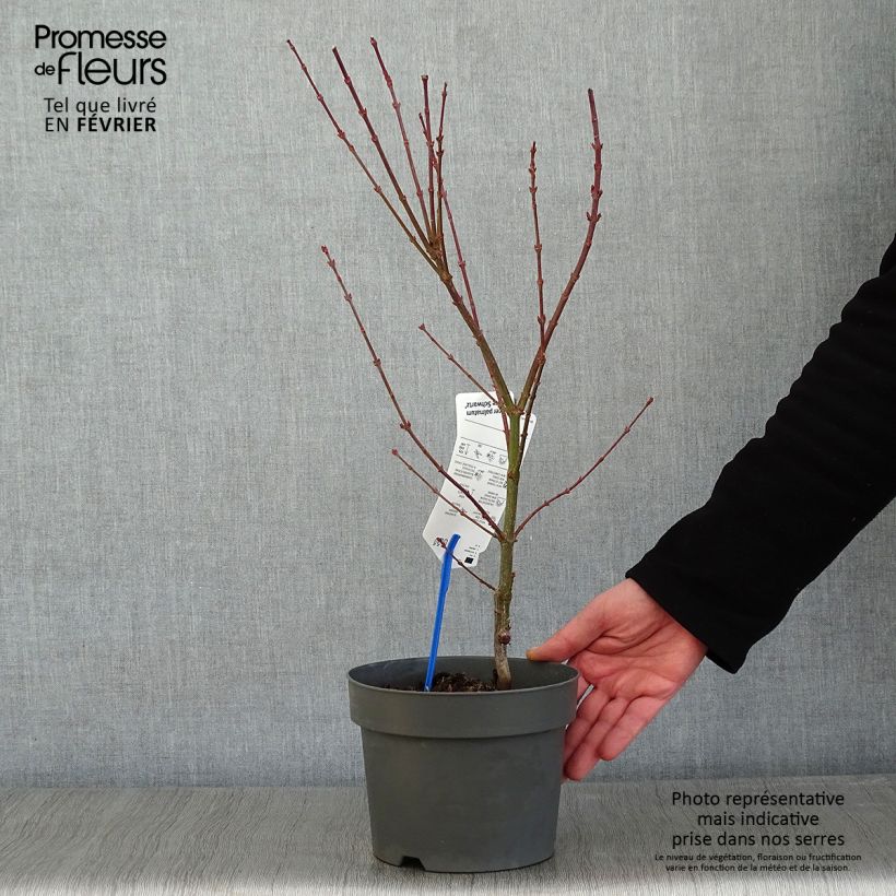 Érable du Japon Jerre Schwartz - Acer palmatum en pot de 2L/3L esemplare consegnato in inverno