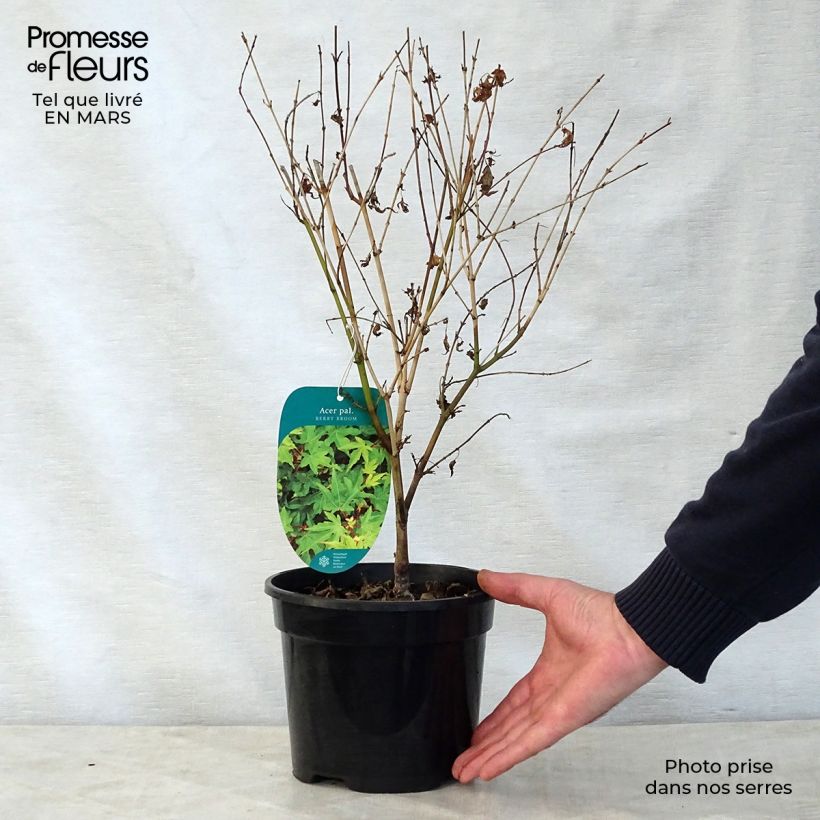 Erable du Japon nain - Acer palmatum Berry Broom Pot de 2L/3L esemplare consegnato in primavera