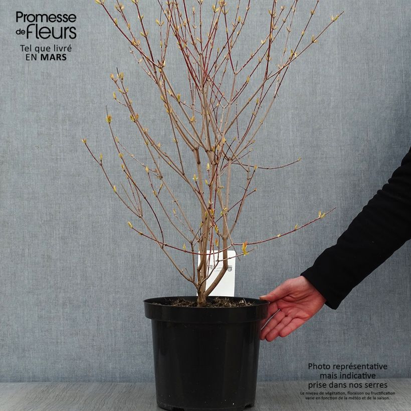 Erable du fleuve Amour - Acer ginnala Bailey Compact 50/60cm en pot de 10L. esemplare consegnato in inverno