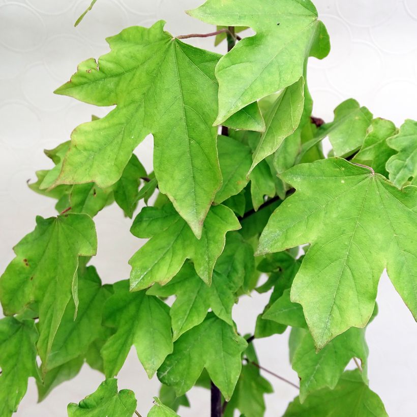 Acer Orientalia (Fogliame)