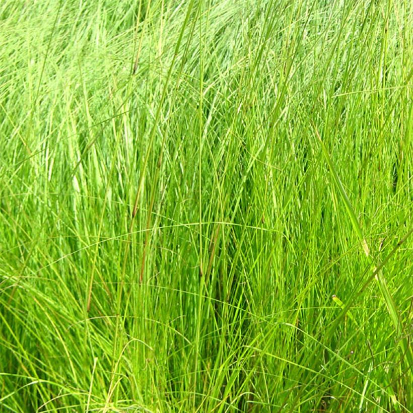 Eragrostis curvula - Panicella ricurva (Fogliame)