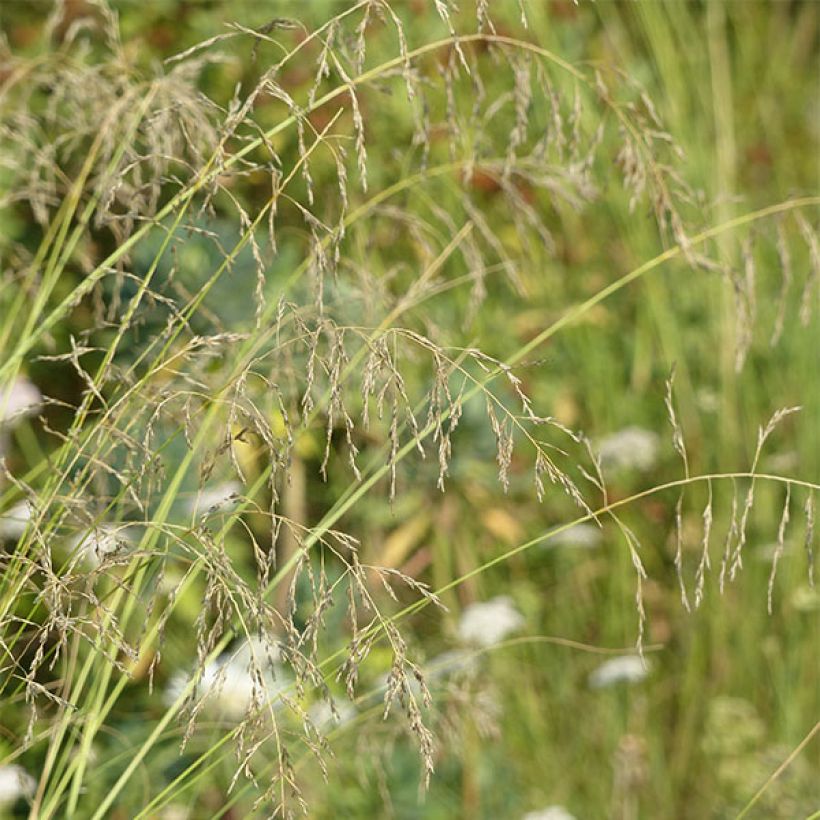 Eragrostis curvula - Panicella ricurva (Fioritura)