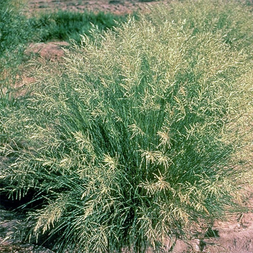 Eragrostis curvula - Panicella ricurva (Porto)