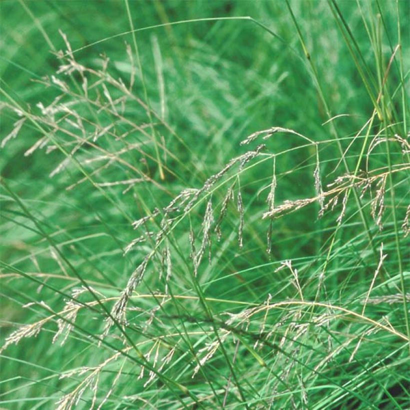 Eragrostis trichodes (Fioritura)