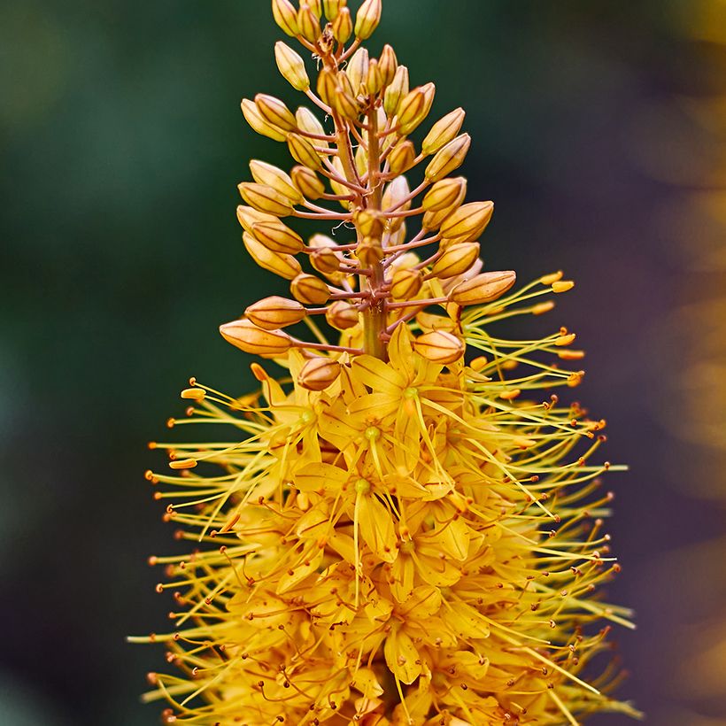 Eremurus Brun (Fioritura)