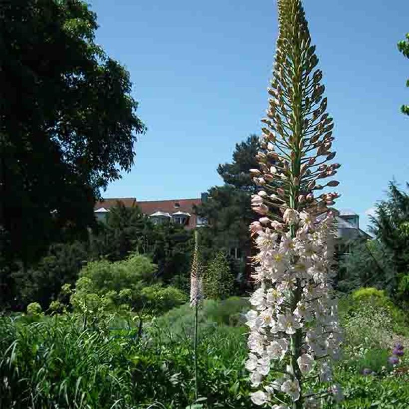 Eremurus Joanna (Fioritura)