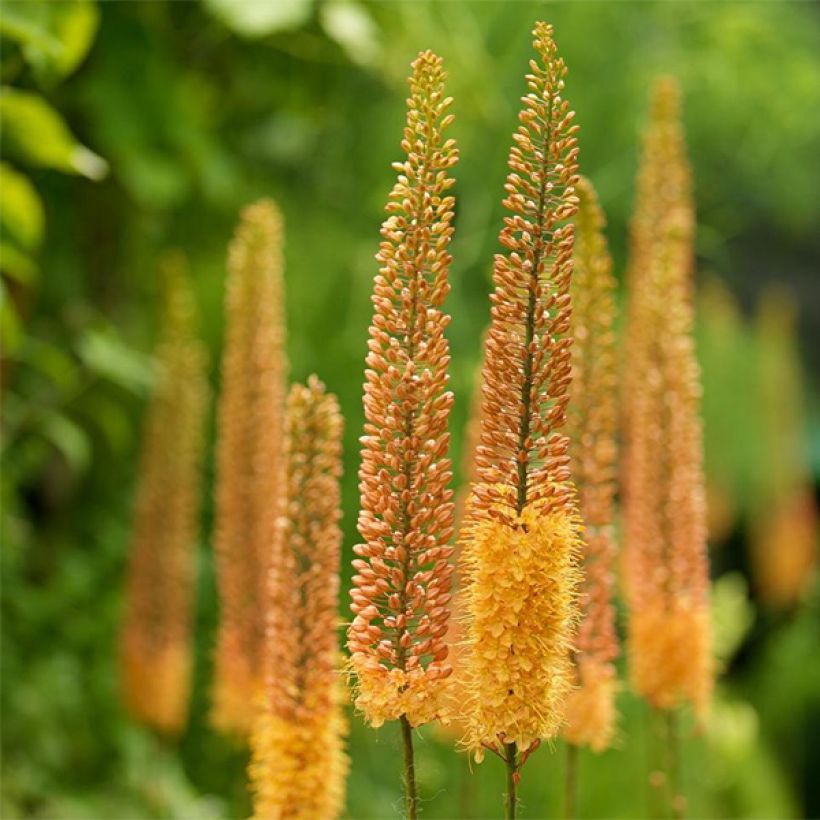 Eremurus Pinokkio (Fioritura)