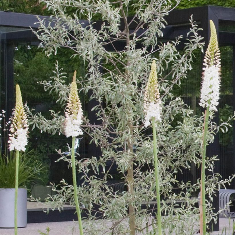 Eremurus White Beauty Favourite (Fioritura)