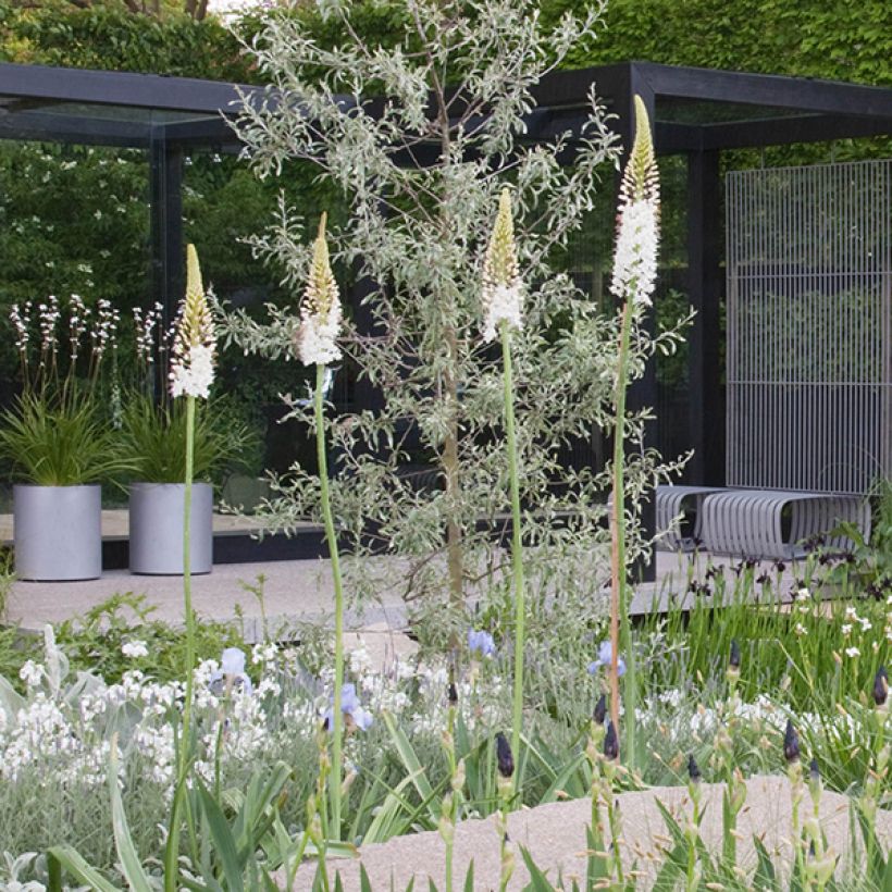 Eremurus White Beauty Favourite (Porto)